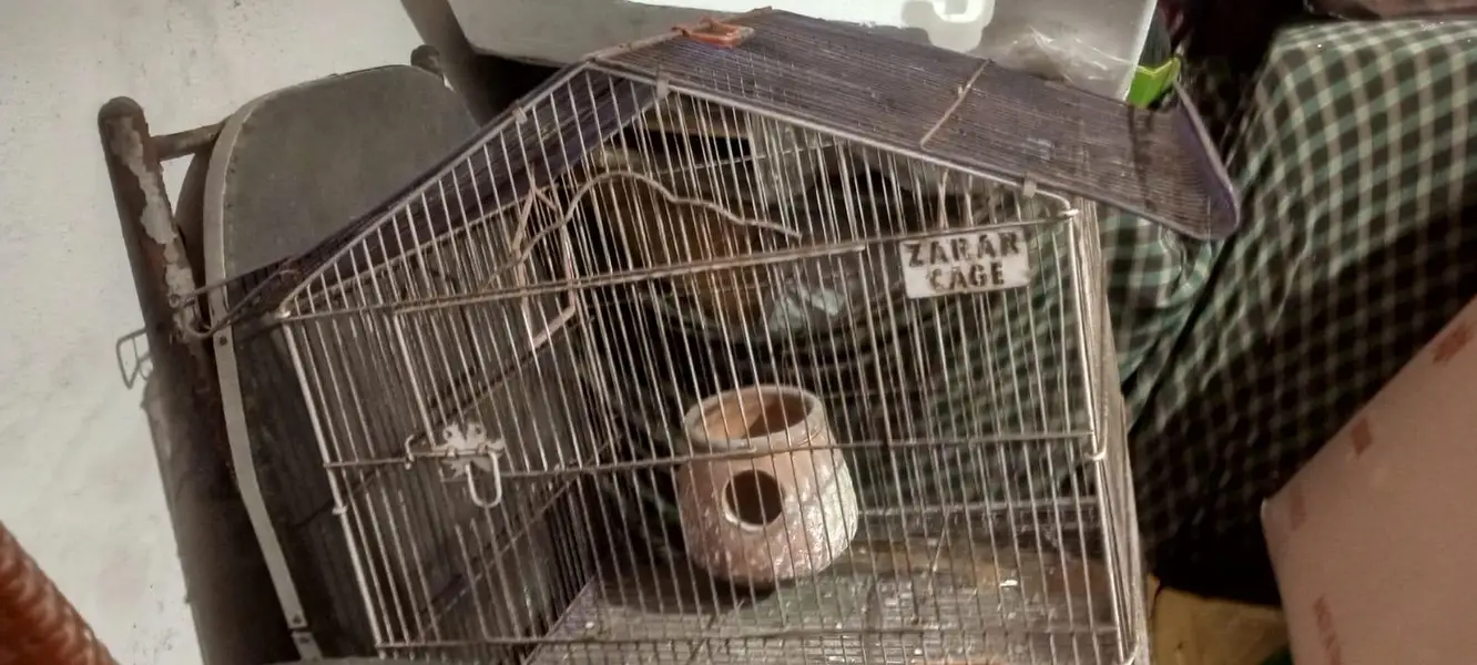 Birds Cages — photo 4