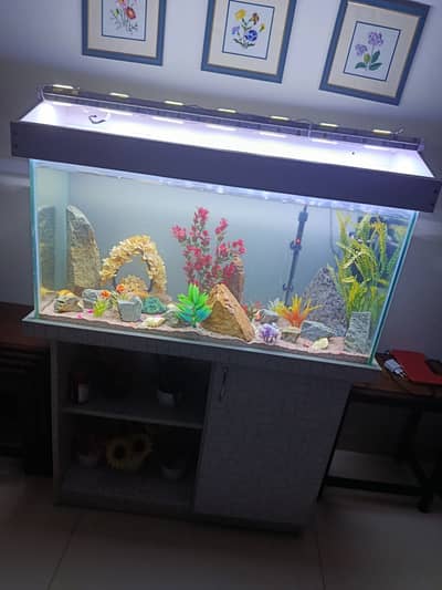 Fish Aquarium for Sale – Complete Setup 