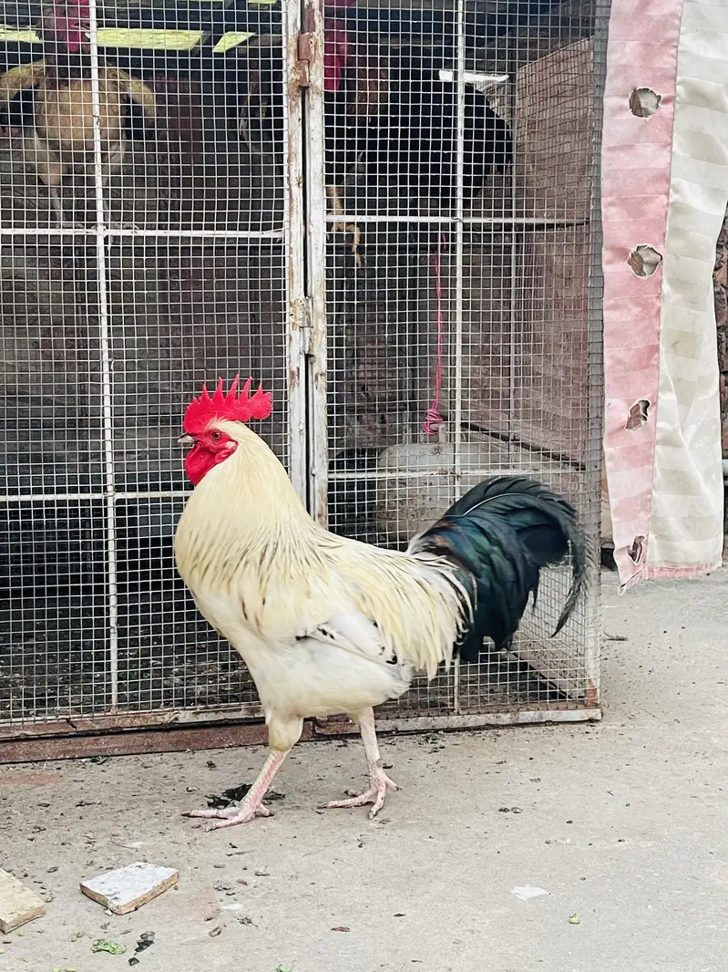 White desi murga — photo 2