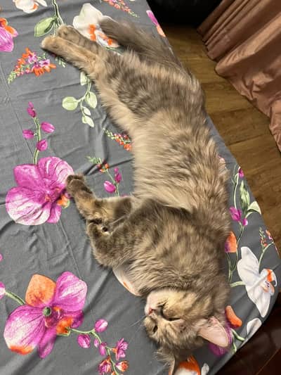 Persian cat is for sale in islamabad and she is also spayed