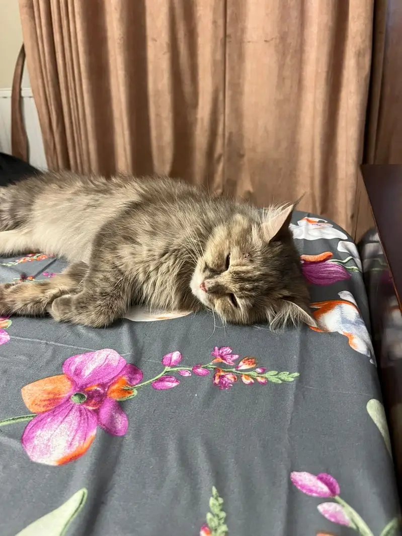 Persian cat is for sale in islamabad and she is also spayed — photo 2