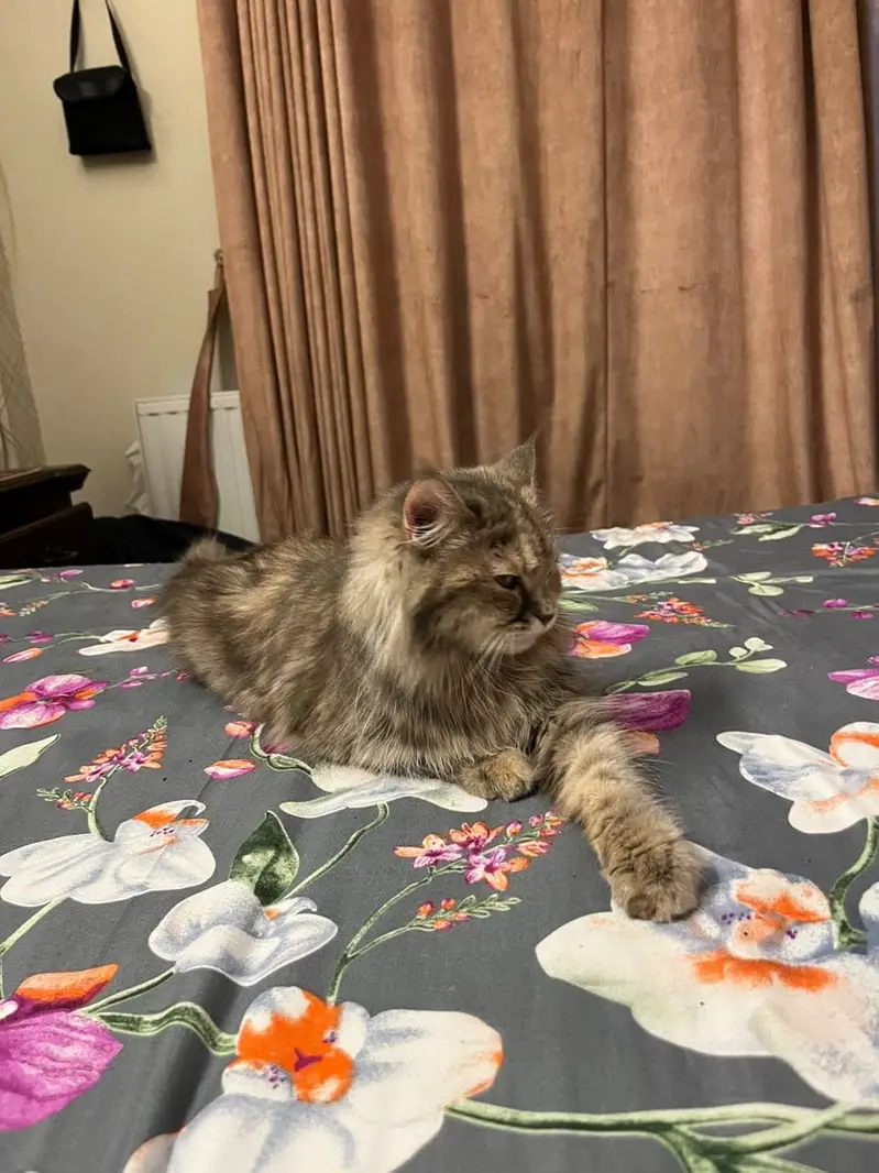 Persian cat is for sale in islamabad and she is also spayed — photo 4