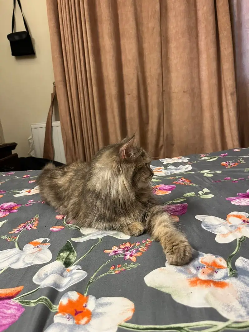 Persian cat is for sale in islamabad and she is also spayed — photo 5