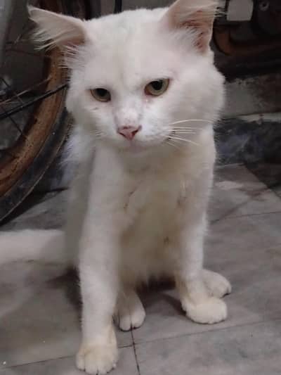 cat bohat cute hai bohat piyaar sy rkhi hai isy