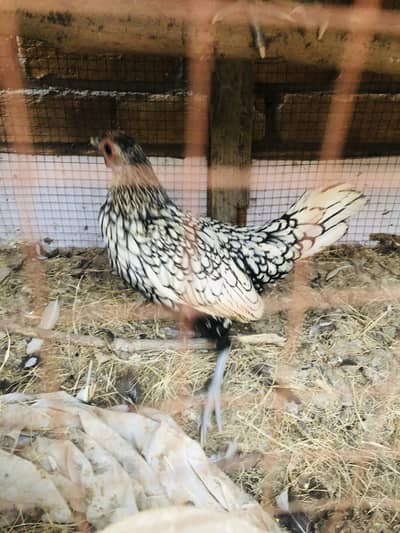 Silver sebrights breeder pair