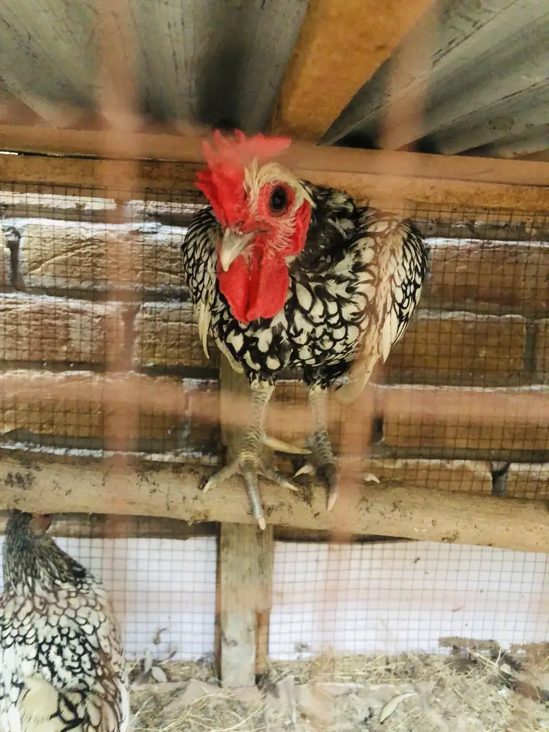 Silver sebrights breeder pair — photo 2