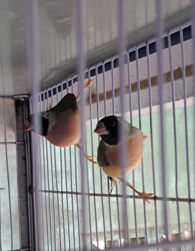 Gouldian green back