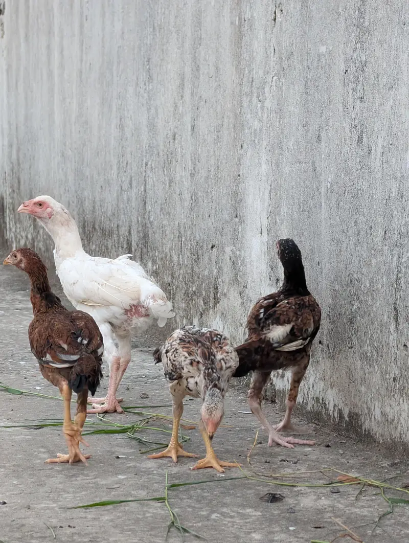 Quality pathay available for sell Whatsapp: 03159640025 — photo 6