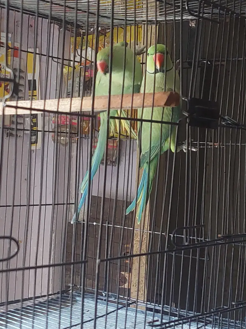 03299423138 — photo 2