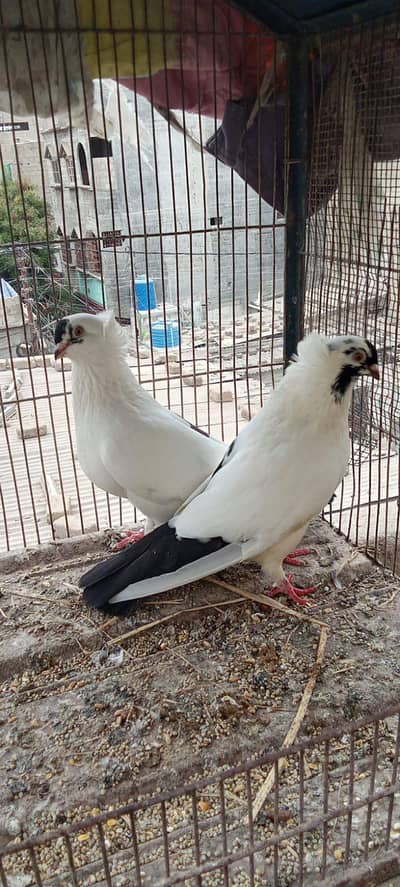 English nun breeder pair or frill back cross female