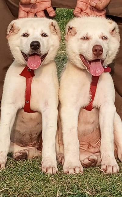 pure Afghan kuchy kadhy breed pior 2 month sequrty dogs for sale