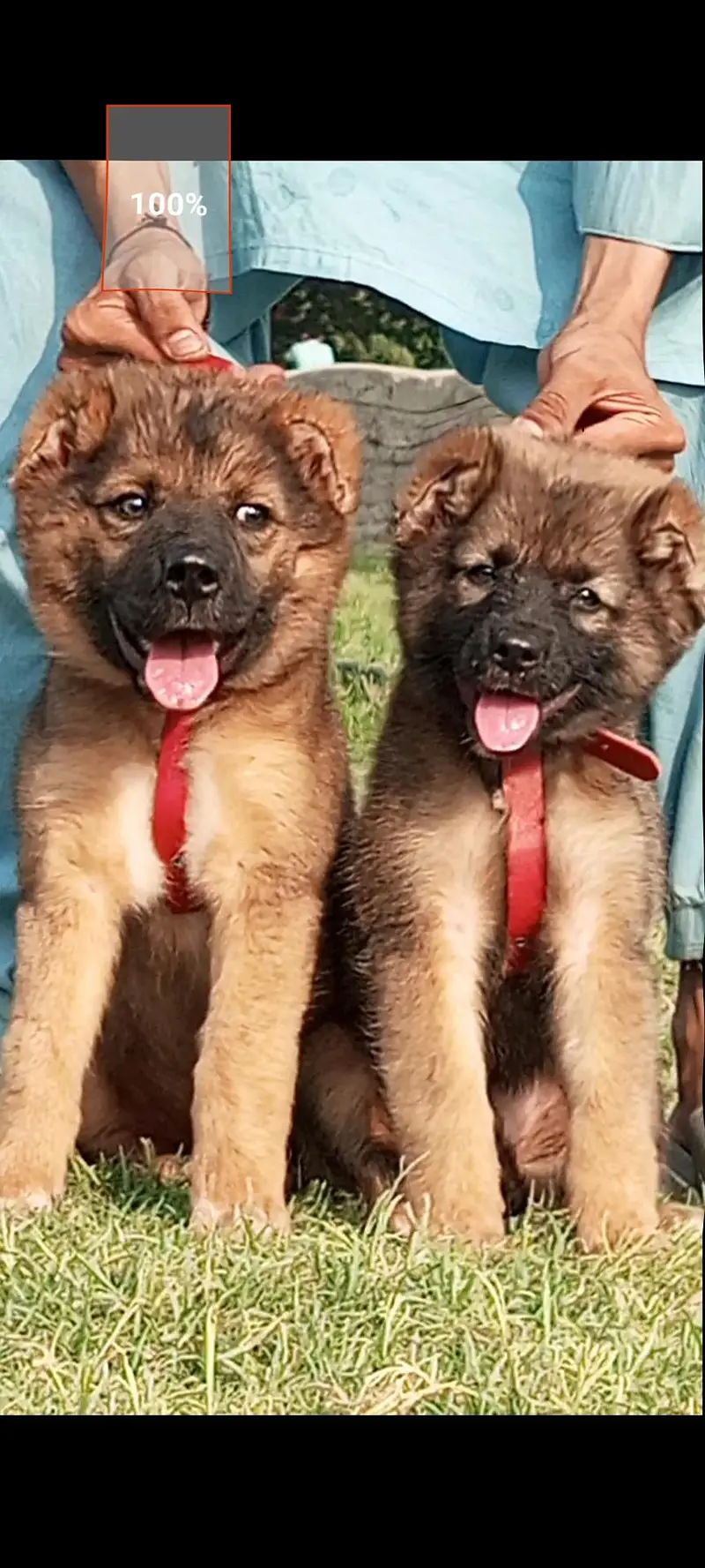 pure Afghan kuchy kadhy breed pior 2 month sequrty dogs for sale — photo 2