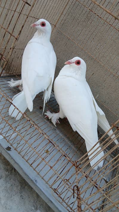 peigon