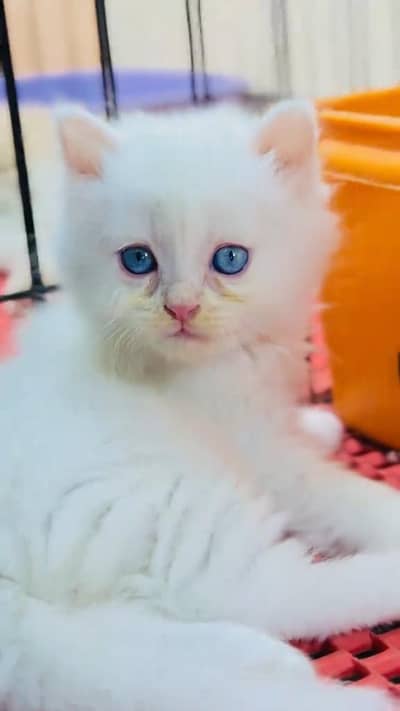 beautiful Persian female for sale