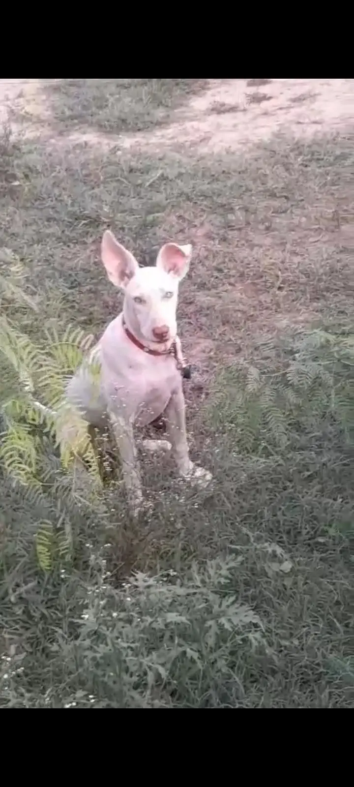 pink nose ma gulter beautiful and healthy strong dog — photo 5