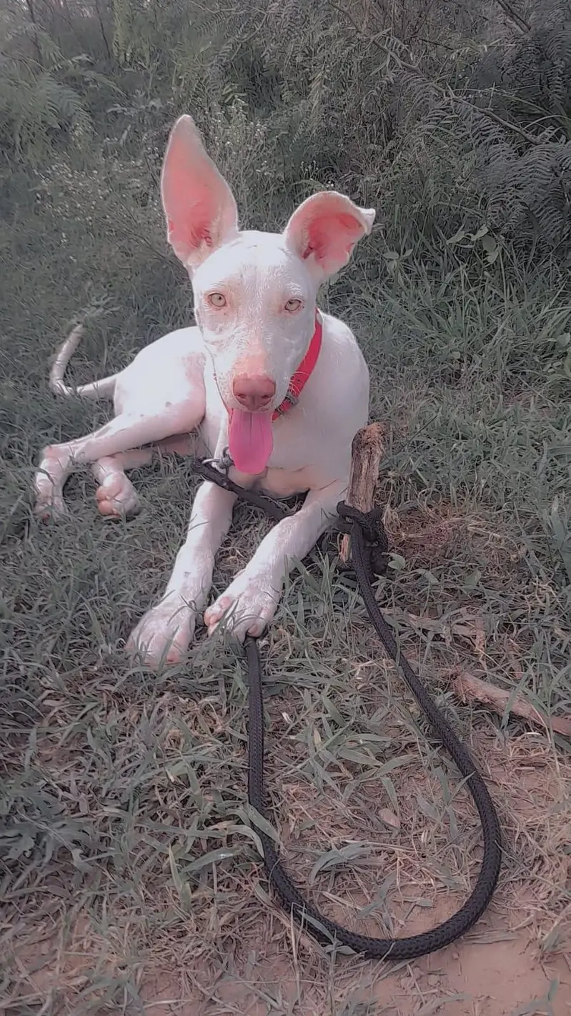 pink nose ma gulter beautiful and healthy strong dog — photo 6