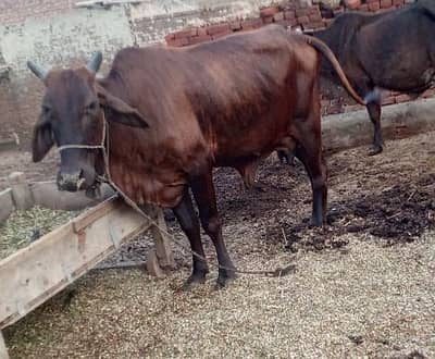 10 kilo dudh phala wara pichy vachi