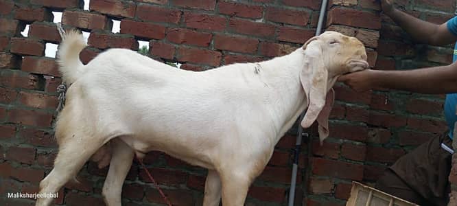 Best breeder bakra home bakra