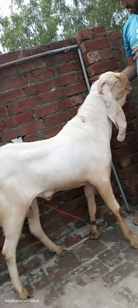 Best breeder bakra home bakra — photo 2