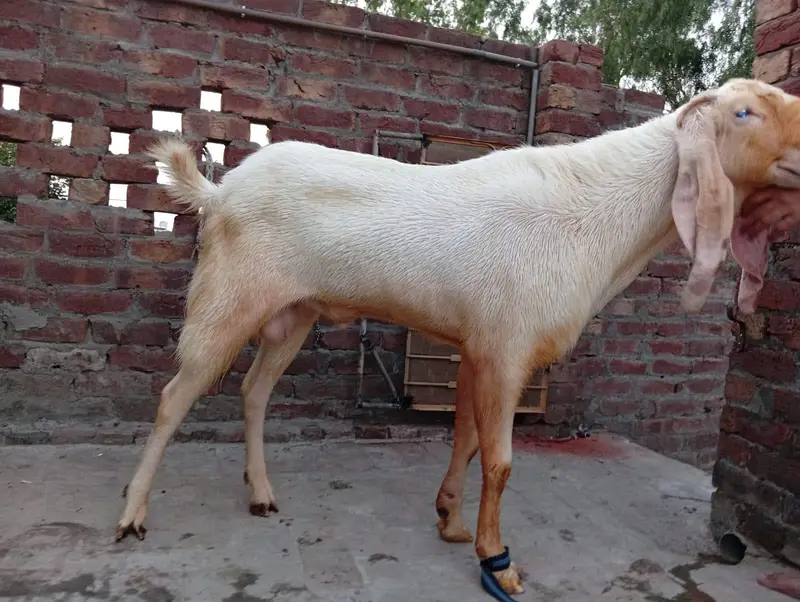 Best breeder bakra home bakra — photo 6