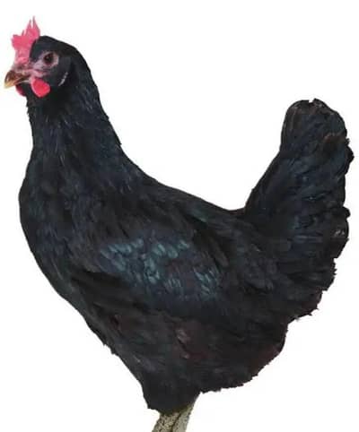 lohman black egg laying hens for sale