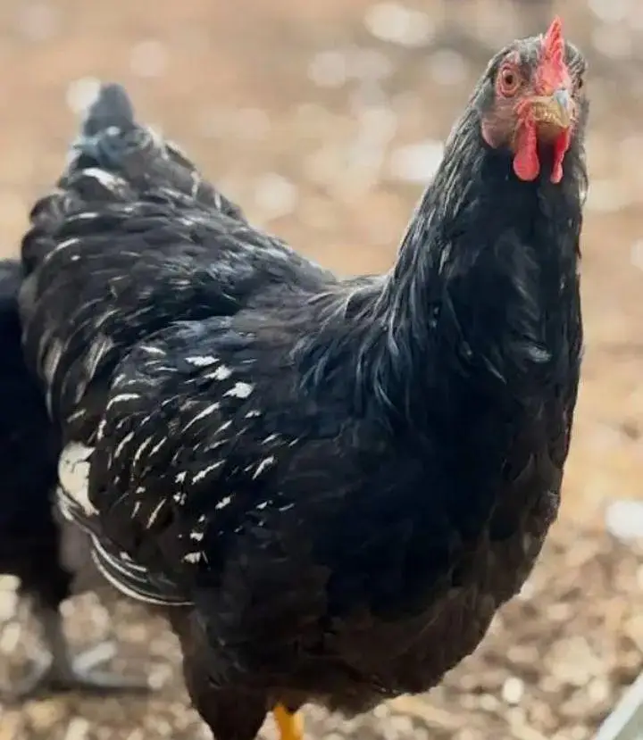 lohman black egg laying hens for sale — photo 2
