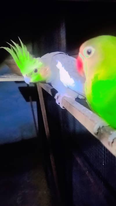 female Nd male cocktail birds