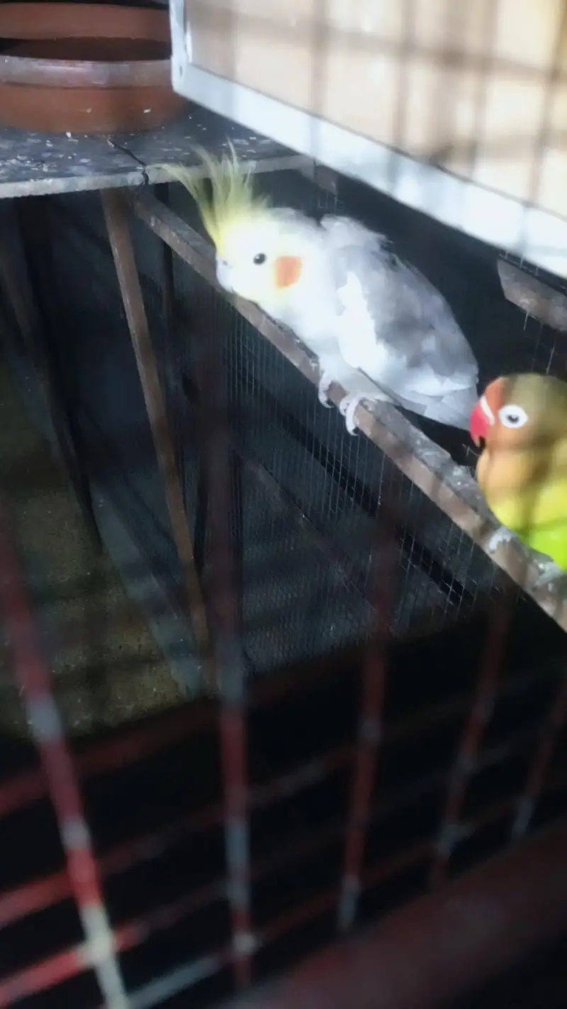 female Nd male cocktail birds — photo 3