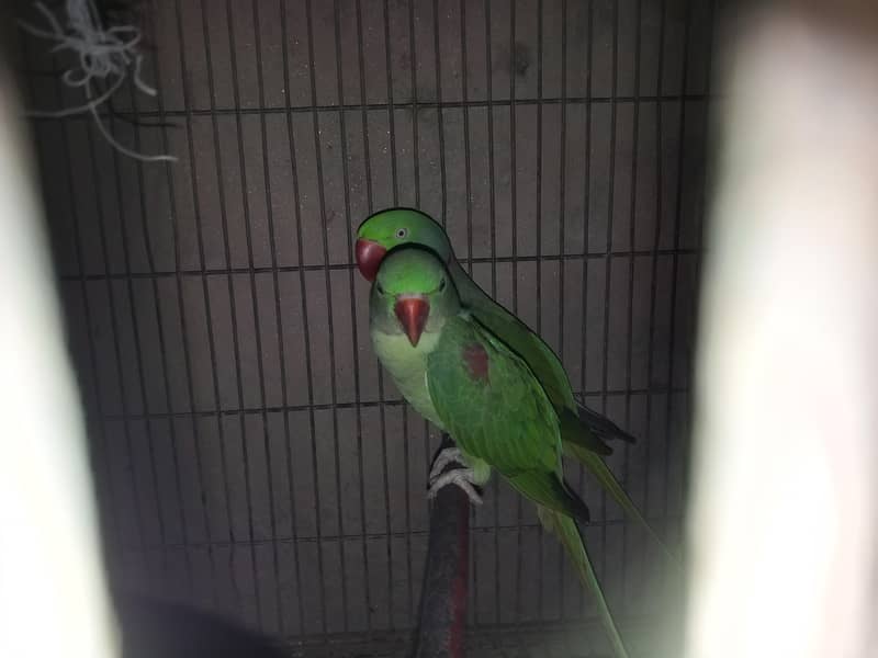 Two Raw Parrots 0