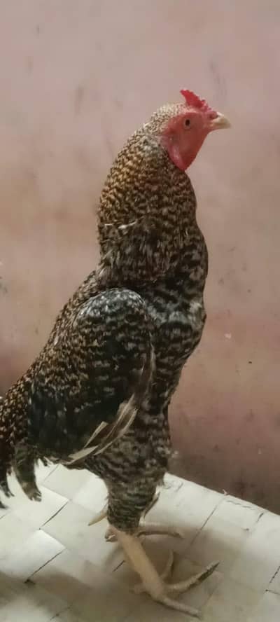 Tetra murgha