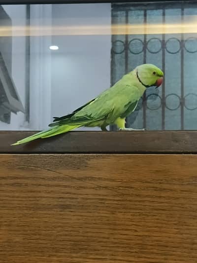 Green Ringneck Mithu Beta