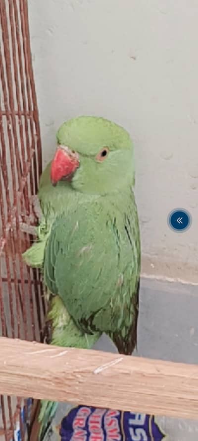 Green Parrot 4 Sale
