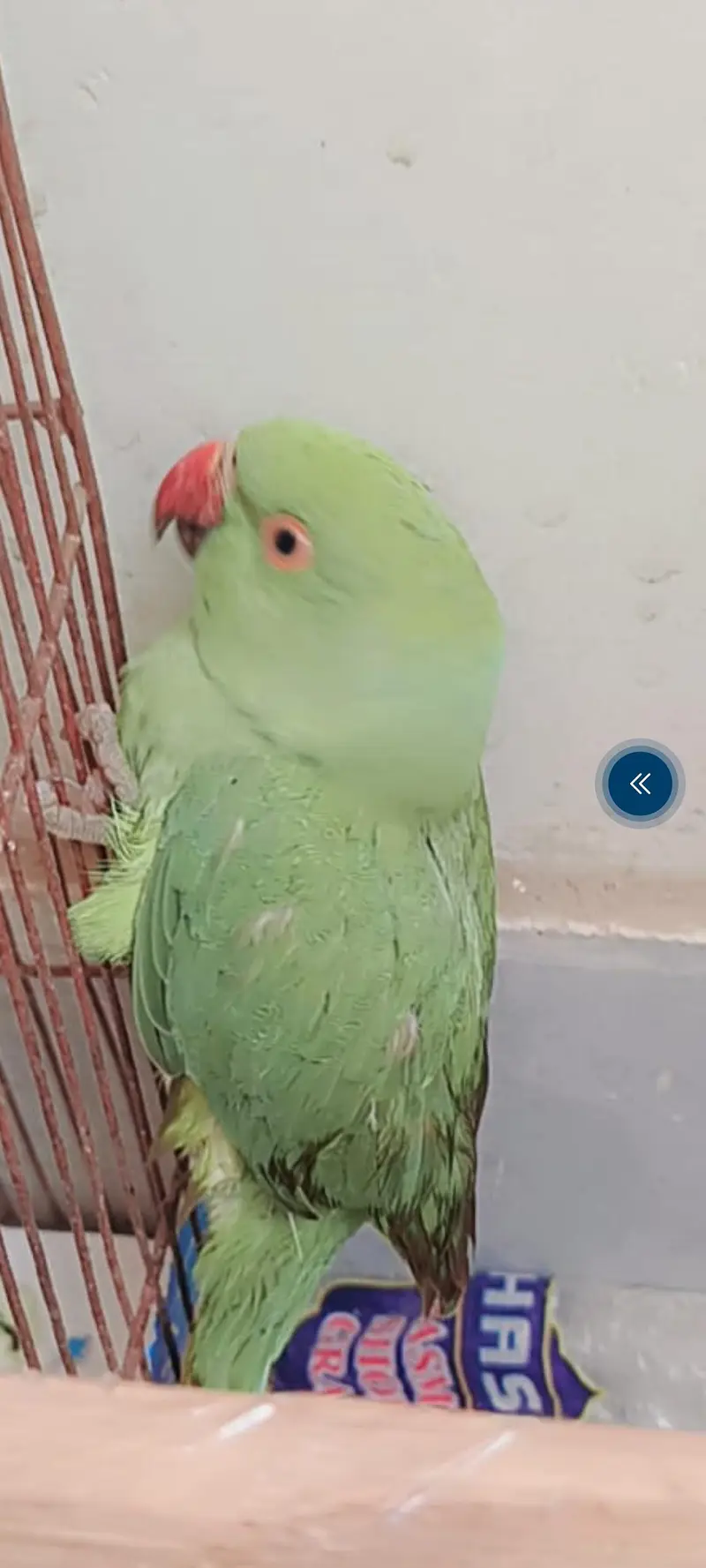 Green Parrot 4 Sale — photo 2