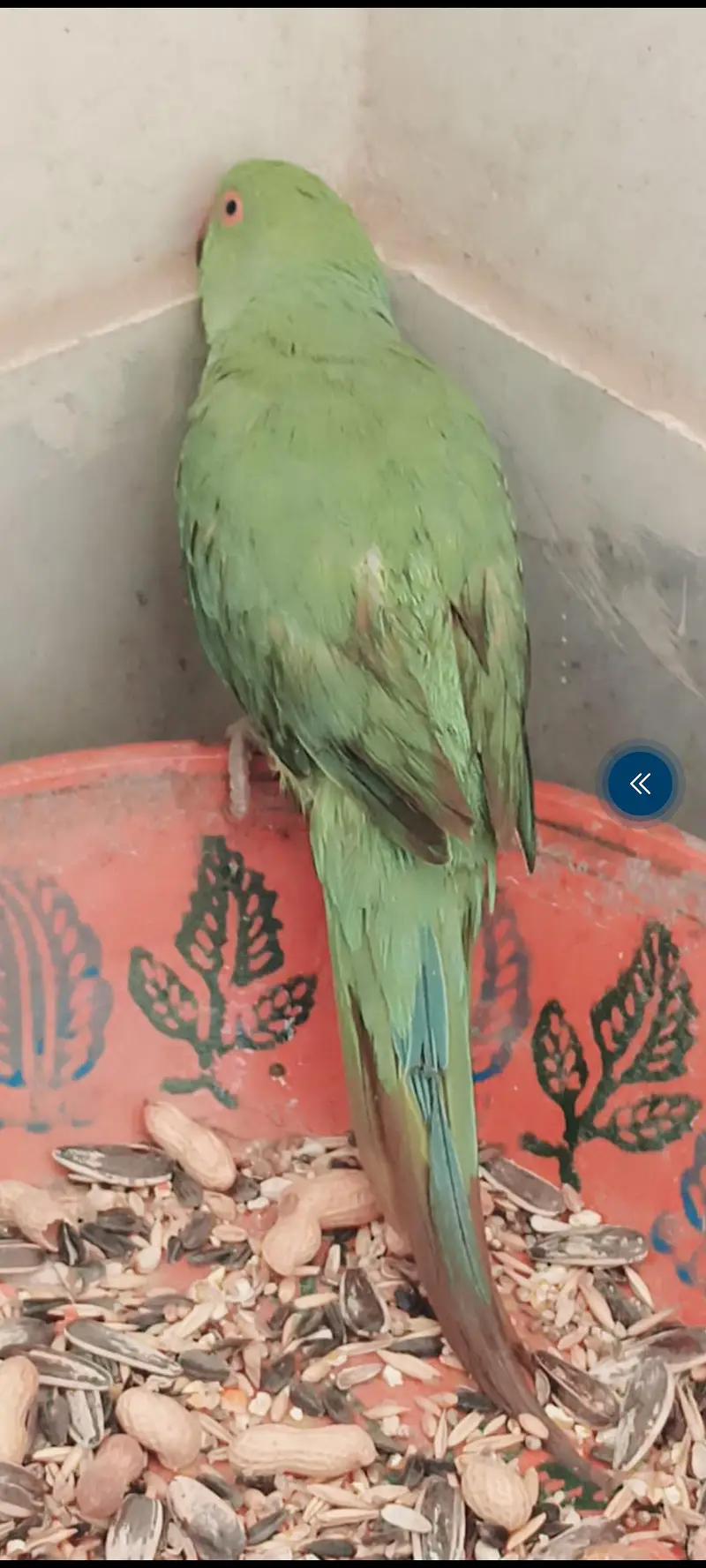 Green Parrot 4 Sale — photo 3