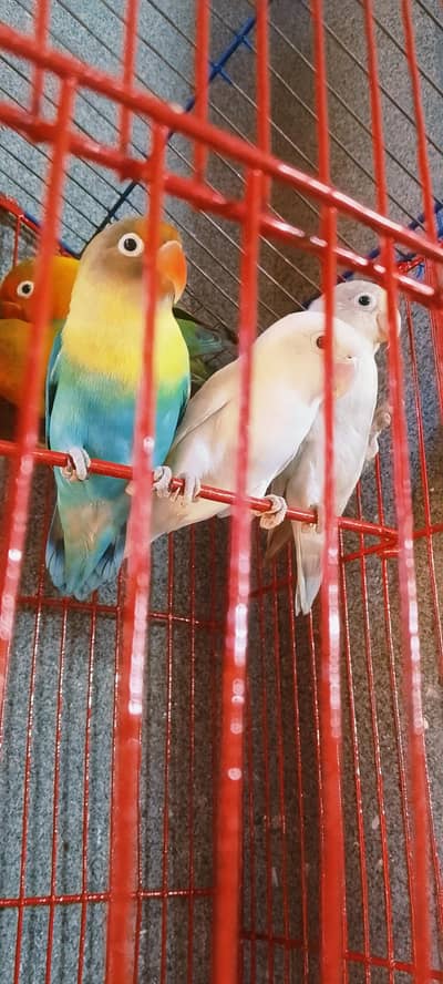 love bird pairs Available
