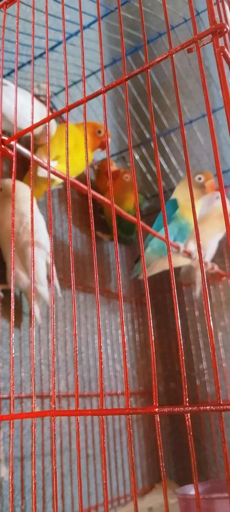 love bird pairs Available — photo 2