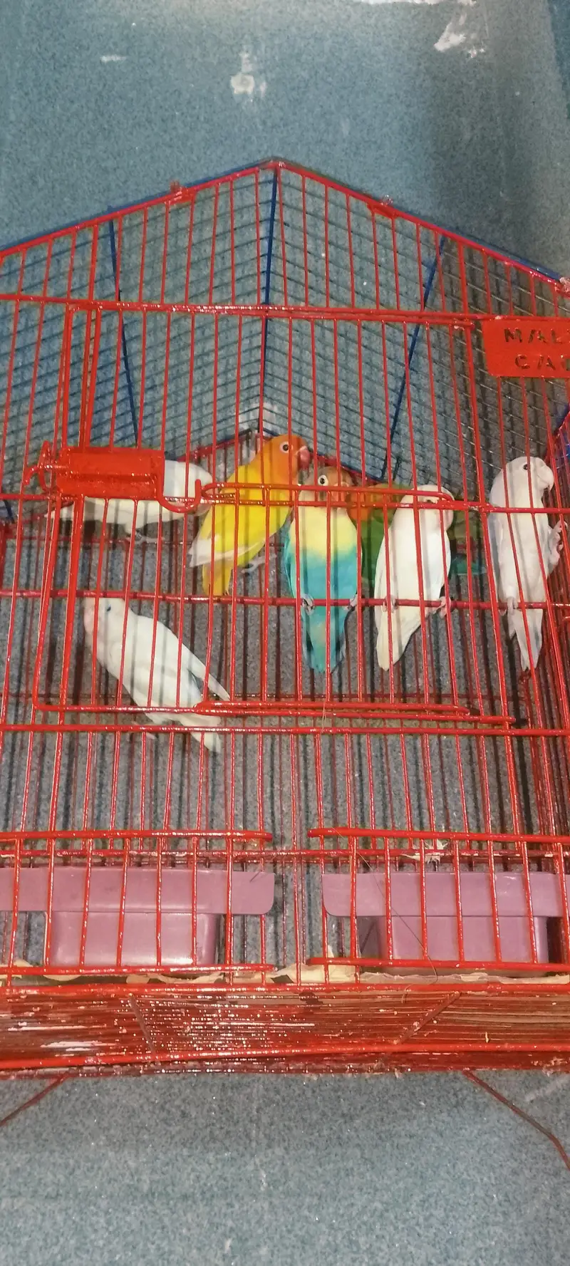 love bird pairs Available — photo 3