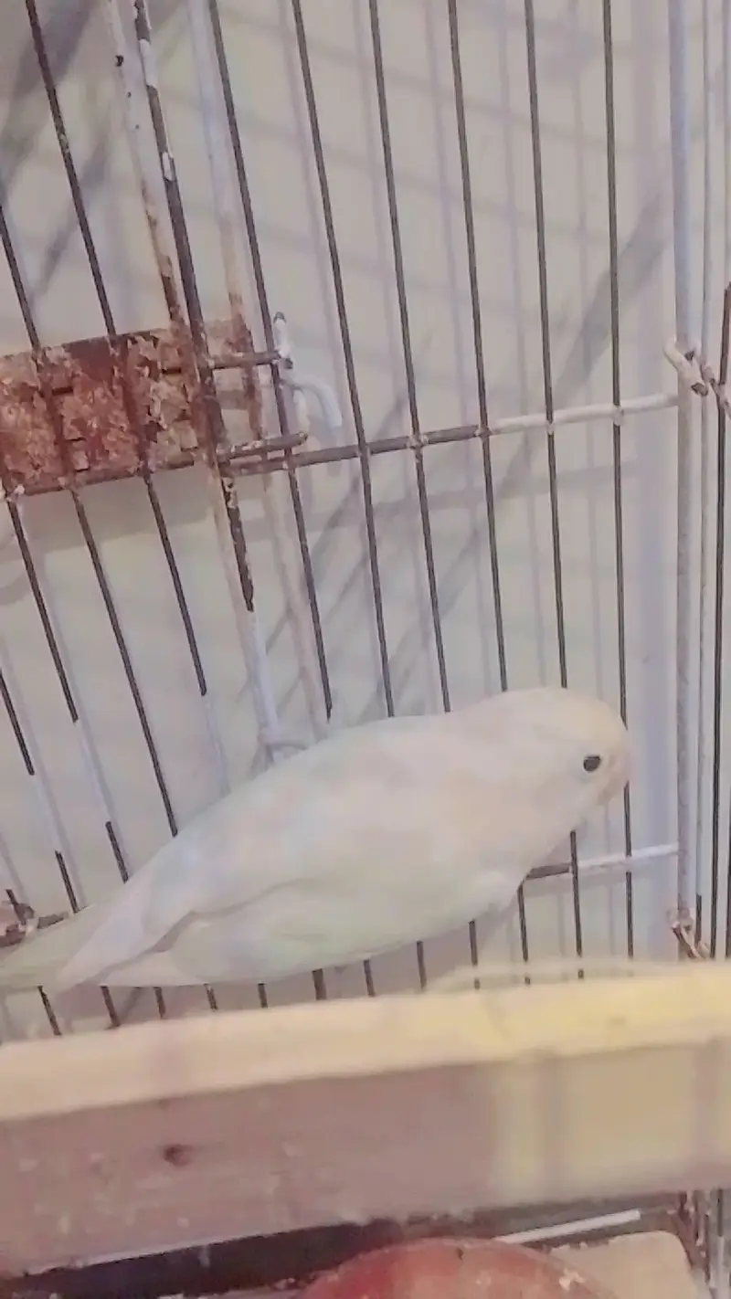 love bird pairs Available — photo 4