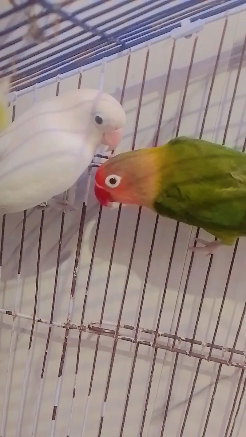 love bird pairs Available — photo 5