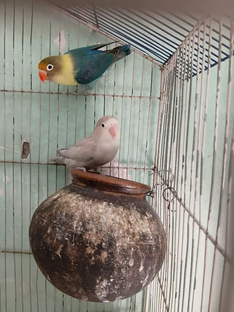 love bird pairs Available — photo 6