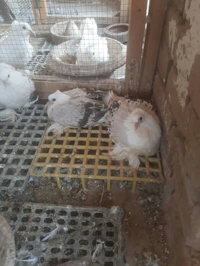 frill chicks