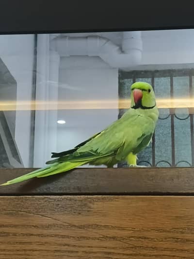 Green Ringneck Mithu Beta