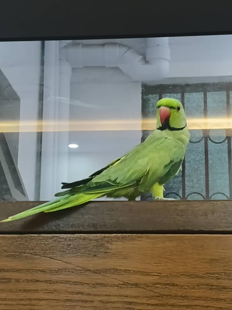 Green Ringneck Mithu Beta 0