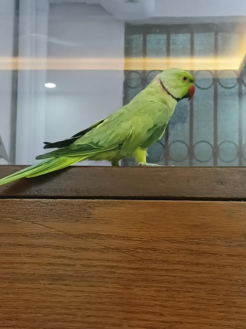 Green Ringneck Mithu Beta — photo 2