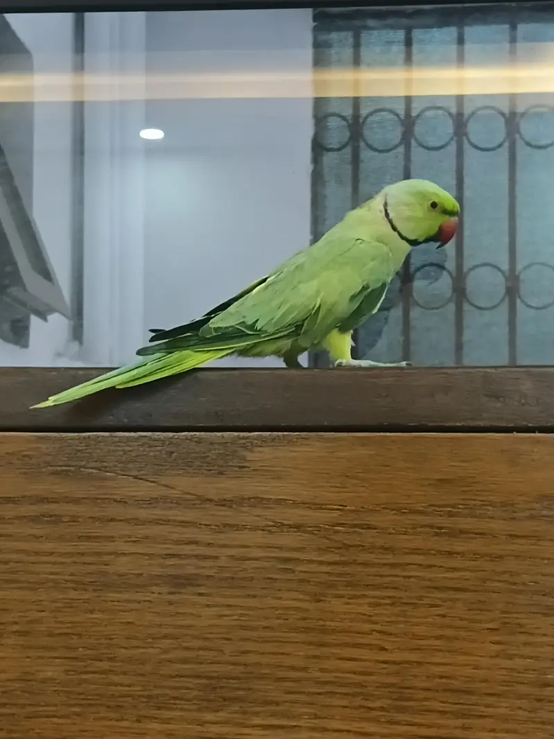 Green Ringneck Mithu Beta — photo 3