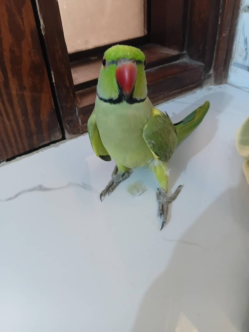 Green Ringneck Mithu Beta 3