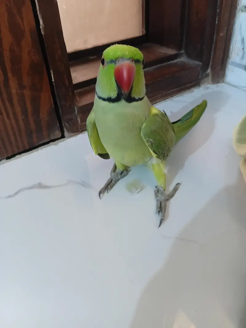 Green Ringneck Mithu Beta — photo 4