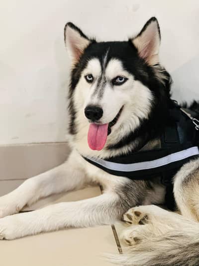 Siberian husky