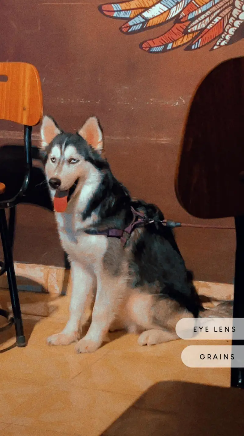 Siberian husky — photo 2