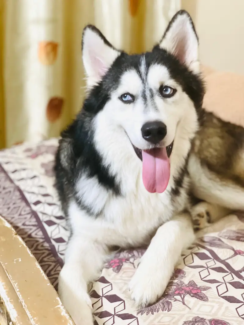 Siberian husky — photo 3